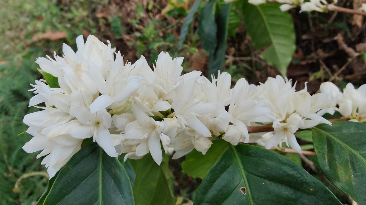 Minca Sintropia - Sustainable Lodge & Organic Coffee Finca Экстерьер фото